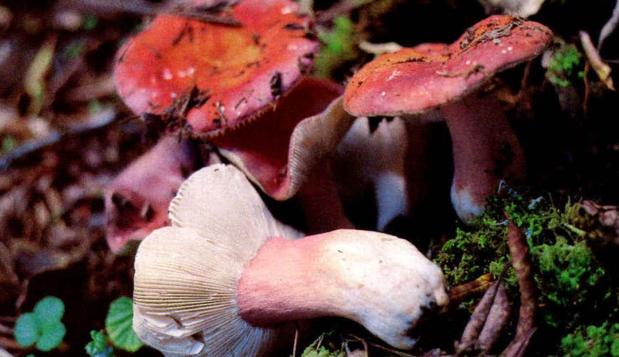 Russula puellaris Fr.